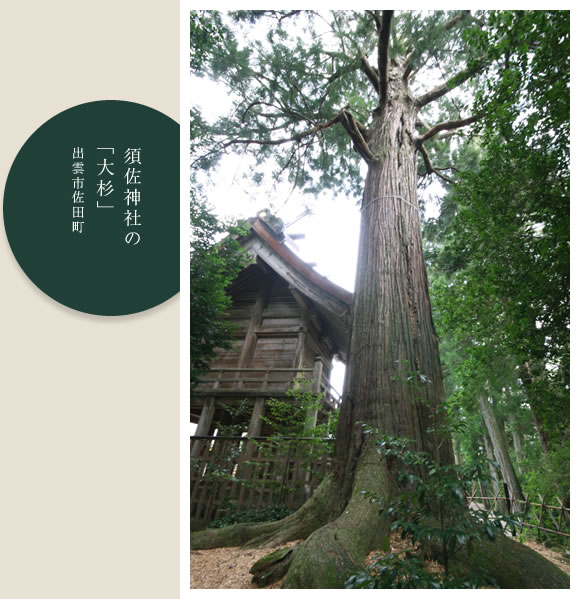 須佐神社の「大杉」出雲市佐田町